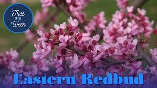 Tree of the Week Redbud [upl. by Marolda]