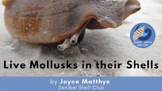 Live Mollusks in their Shells [upl. by Harbed]