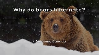 Why do bears hibernate [upl. by Aikemet156]