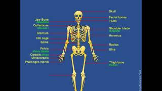 Skeletal System  Human Skeleton  Label Human Skeleton [upl. by Assiluj]