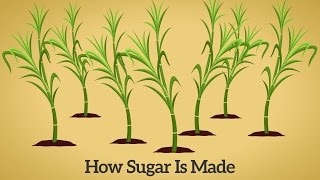 How Cane Sugar Is Made [upl. by Ahidam]