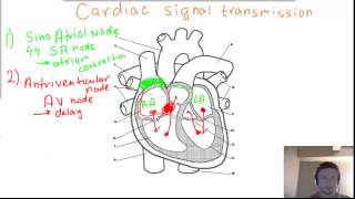 Cardiac heart Signal Transmission  SA node AV node Bundles of His and Purkinje fibers [upl. by Acinoj]