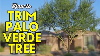 How to Trim a Palo Verde Tree [upl. by Narah]