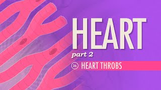 The Heart Part 2  Heart Throbs Crash Course Anatomy amp Physiology 26 [upl. by Rollins]