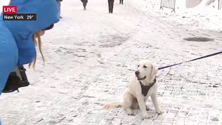 Dog Crashes The Weather Channels Live Shot [upl. by Norha476]