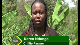 Growing Chillie in Kenya for export [upl. by Lundeen]