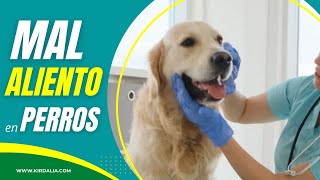 Mi perro tiene mal aliento ¿Cuál es la causa [upl. by Salohci]