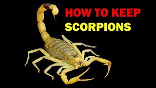 How to keep Scorpions Weird and Wonderful Pets Episode 7 of 15 [upl. by Neeneg]