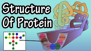 Protein  Structure Of Protein  What Is Protein Made Of  Structure Of Amino Acids Building Blocks [upl. by Hamachi670]