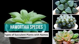 Haworthia Species  haworthia types of haworthia Succulent Plants with Names  haworthias [upl. by Boor]