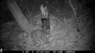 Bobcat vs Coyote [upl. by Audi578]