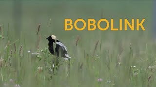 Bobolink [upl. by Jules832]