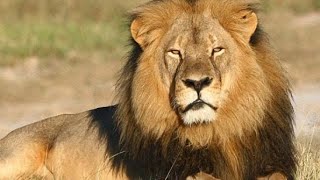 África do Sul Selvagem  documentários de animais HD [upl. by Nitsud159]