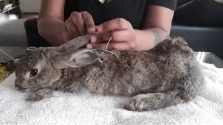 Rabbit Taxidermy Process [upl. by Forras]