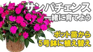 サンパチェンスを一緒に育てよう！ドキュメンタリー！5号鉢への植え替え [upl. by Huberman]