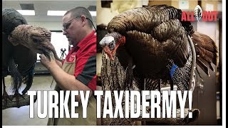 Turkey Taxidermy  Carolina ALL OUT  S3Ep5 [upl. by Ahsan]