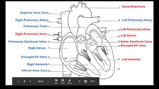 Biology 20 Labelling the Heart [upl. by Danita440]