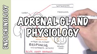 Endocrinology  Adrenal Gland Hormones [upl. by Drofub]