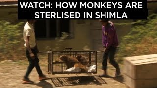 Watch how monkeys get sterlised in Shimla [upl. by Schulz645]