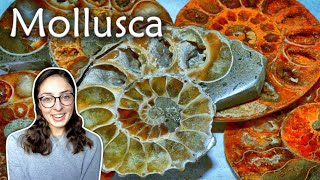 Mollusca Pt 1 Characteristics amp Classes of Mollusks Invertebrate Paleontology  GEO GIRL [upl. by Ahseirej671]