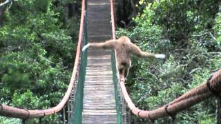 Gibbon on the Monkeyland bridge [upl. by Ellehcer]