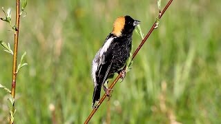 Hear the lovely Bobolink song [upl. by Erdnaet]