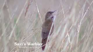 Savis Warbler and its song [upl. by Papst]