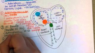 Conduction System of the Heart [upl. by Aem847]