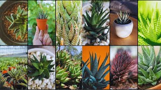 HAWORTHIA VARIETIES  Plants Weekly [upl. by Llezniuq256]