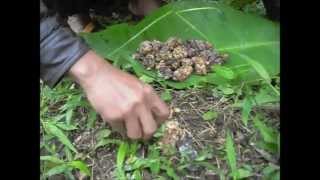 Authentic Wild Kopi Luwak Civet Coffee Process  JPW Coffee [upl. by Daniala]