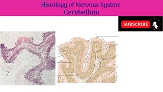 Histology of Cerebellum  Molecular Layer  Purkinje Layer  Granular Layer [upl. by Earissed433]