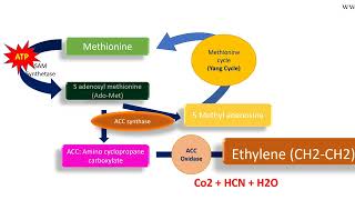 Ethylene biosynthesis pathway [upl. by Pilif]