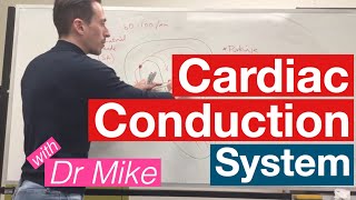 Cardiac Conduction System  Cardiology [upl. by Bil]