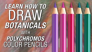 FaberCastell  Polychromos Color Pencil Demonstration [upl. by Inaffets]