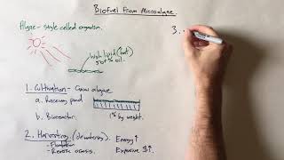 Biodiesel from microalgae [upl. by Wu182]