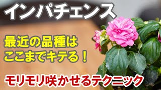 インパチェンスの育て方 花壇でも寄せ植えでも大鉢でも楽しめる！今回は大鉢の作り方！ [upl. by Groos]