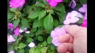 How to Harvest Free Impatiens Seeds [upl. by Nonnaer]