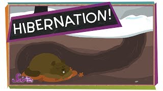 What is Hibernation  Hibernation For Kids [upl. by Obbard]