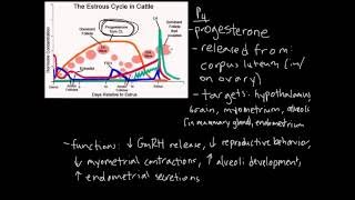 Estrous Cycle [upl. by Foster676]