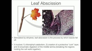 Ethylene Function and Synthesis in Plants [upl. by Julianna]