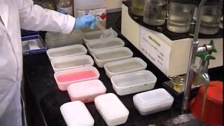 Tissue Processing For Light Microscopy [upl. by Florin41]