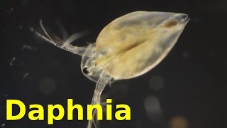 Daphnia [upl. by Eudoca233]