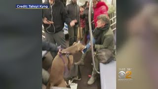 Dog Attacks Woman On Subway [upl. by Sikata]