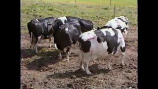 Estrous Behavior in Dairy Cattle [upl. by Anailil896]