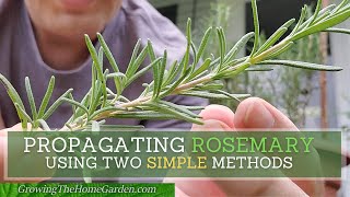 How to Propagate Rosemary from Cuttings using Two SIMPLE Methods [upl. by Tiraj]