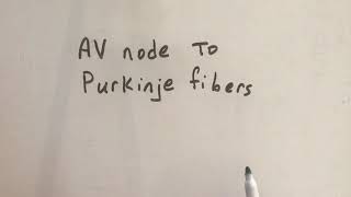 AV node to Purkinje fibers [upl. by Lauhsoj]