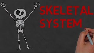 SKELETAL SYSTEM  Definition and Functions [upl. by Hebner943]