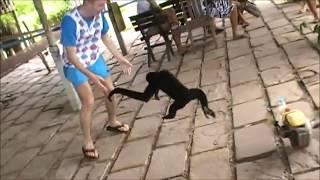 Monkey Gets His Revenge on Tourist in Thailand [upl. by Bluefield]