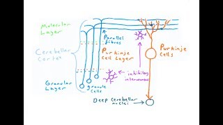 The Cerebellum [upl. by Fredrick]