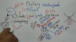 Pituitary Gland Introduction Endocrine Physiology Dr Mohamed Fayez [upl. by Coy]